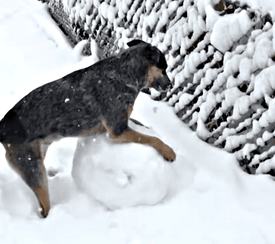 用雪球打了狗子,狗狗怒了 打雪仗吗 走医保的那种