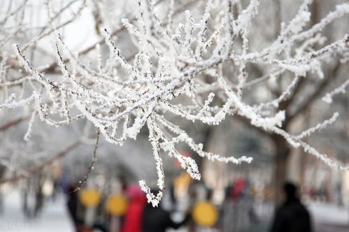 带你看雪的文案