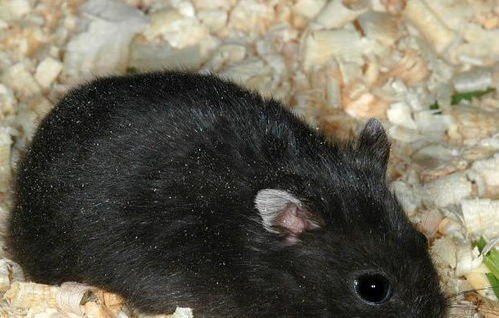今天为大家介绍一种小型仓鼠亚科 坎氏毛足鼠