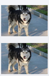 阿拉斯加犬背景图 搜狗图片搜索