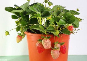 草莓的盆栽方法,草莓怎样种植？