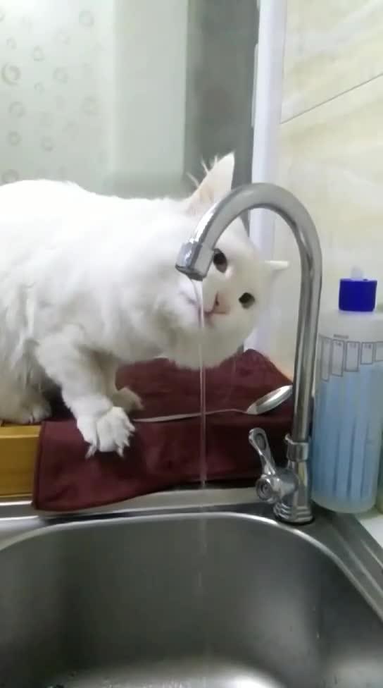 看看成精的猫是如何使用水龙头的 