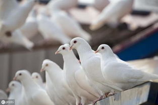 鸽子养殖方式不同,这个养殖细节导致鸽子更容易发病 