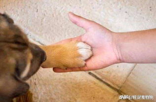 训练宠物狗狗握手与起立的方法,只需四步