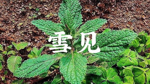 中草药的名字能有多好听