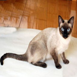 暹罗猫高品质重点色 泰国暹罗猫 漂亮蓝眼睛欢迎上门挑选