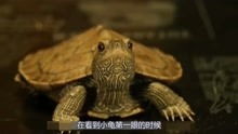 这只乌龟感觉能听懂人的语言,莫非真的那么厉害吗