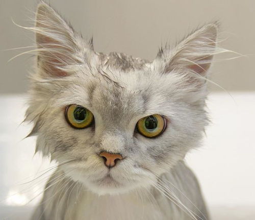 养猫10年,只给猫咪洗过一次澡 猫咪一生不洗澡可以吗