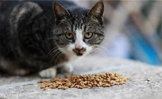 肠胃不好的猫吃哪种的猫粮比较好 