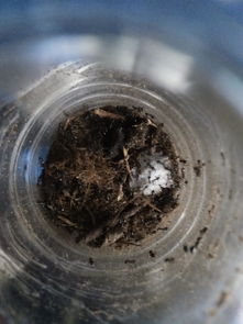 这种蚂蚁怎么养 抓了一下午蚂蚁,放进矿泉水瓶里了 