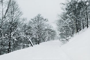 漫漫大雪慢慢踱,日本的冬季大赏除了北海道还有这里