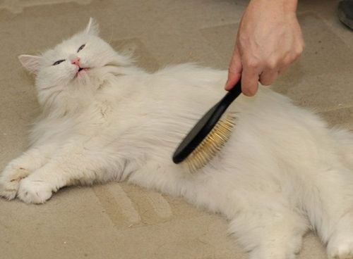 猫掉毛太厉害要不要剃毛