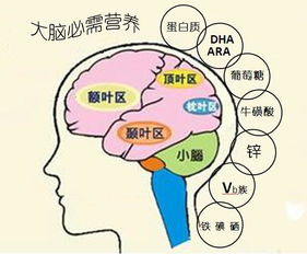 1岁半的孩子,怎样才能刺激他大脑发育 这6种营养不能缺 