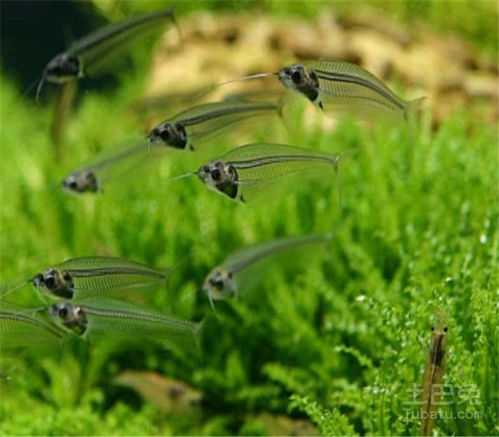 玻璃猫鱼怎么养 玻璃猫鱼价格 玻璃猫鱼寿命是多长 土巴兔家居百科 