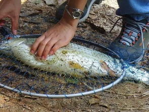 此鱼眼睛上长有红斑,不懂的人都认错成草鱼,其实是凶猛掠食鱼