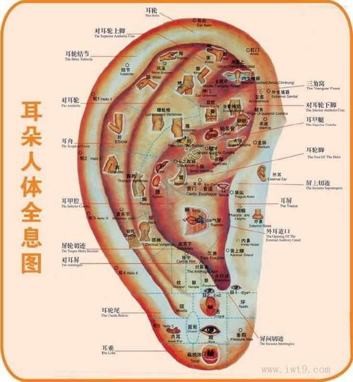 耳朵是人体很重要的 养生丹 图文教学