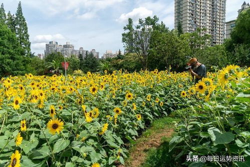 每日运势资讯 生活日记 属猪人运势 2022年7月