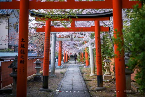 樱花神社电脑壁纸 图片搜索