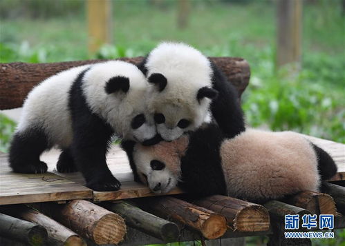重庆动物园三只大熊猫幼崽集体亮相 