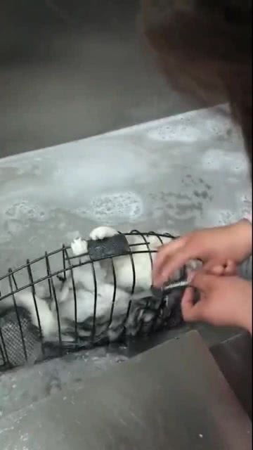 猫 把我关笼子里洗澡,是几个意思啊 