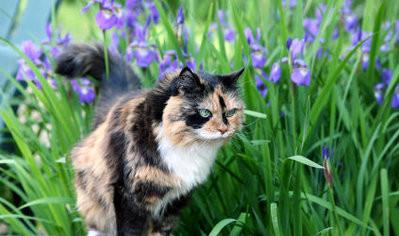 猫咪吃了水仙竟中毒了,铲屎官要注意,这些花也千万不要养