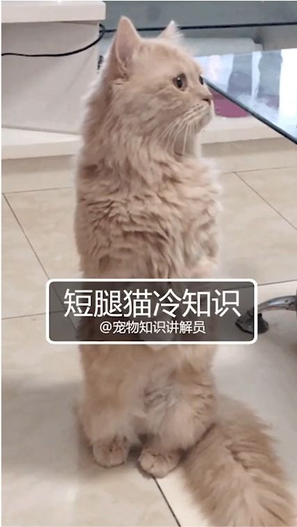 宠物科普之矮脚猫冷知识,猫中柯基了解一下 