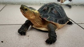 养一只黄缘龟是否会寂寞,是否需要给它加个伴 龟谷鳖老