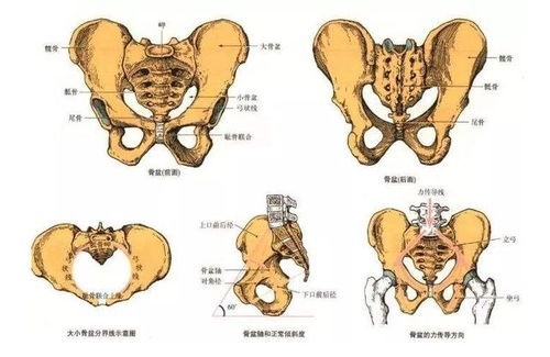 必看 最全骨盆知识分享,一篇掌握产后修复原理