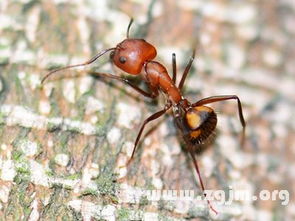 梦见一群蚂蚁是什么意思梦到一群蚂蚁好不好(做梦梦见一大群蚂蚁)