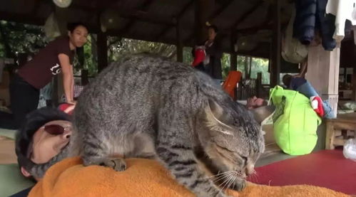 流浪猫给游客按摩赚小鱼干,知道游客想赖账后猫咪