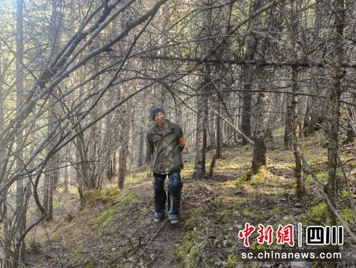 壤塘森林管护员 做好森林生态的守护者
