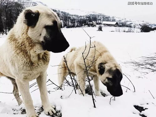 中亚两大猛犬 坎高犬和中亚牧羊犬,谁是你心中的王者