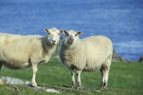 养羊的饲料有哪些,为什么食物要加盐,育肥羊应该怎么喂