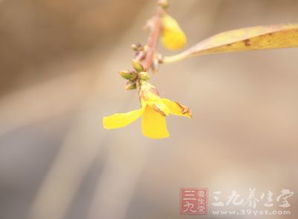 四种美丽鲜花竟是治病良方