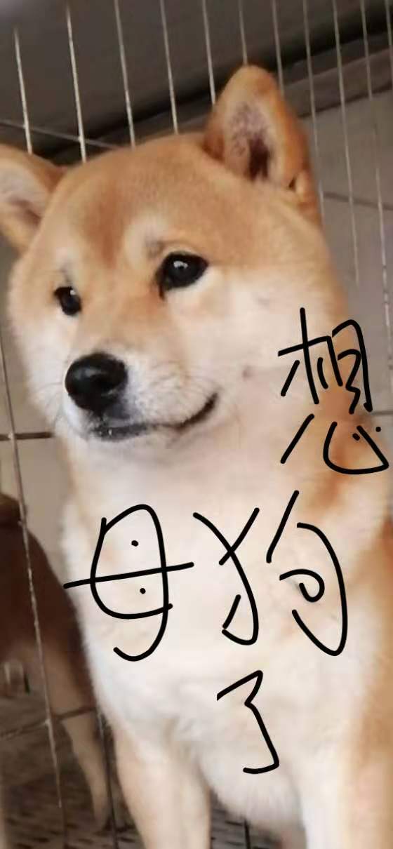 柴嘟嘟分享 买柴犬你想好买公柴还是母柴了吗