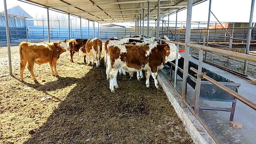 养殖创业,分享养殖动态,交流养殖经验 记录抗击疫情期间的喂牛生活 
