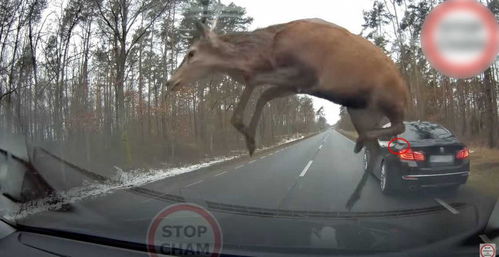 真实版 麋鹿测试 波兰鹿群突袭公路 踢坏过往汽车