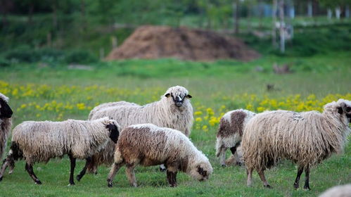 养羊为什么一定要放羊,其中的道理是什么 放养有什么好处 
