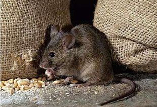 老鼠最怕的一种东西,放在家中,老鼠全部都消失了