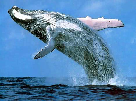 上百吨重的鲸鱼,它们的祖先也是庞然大物吗