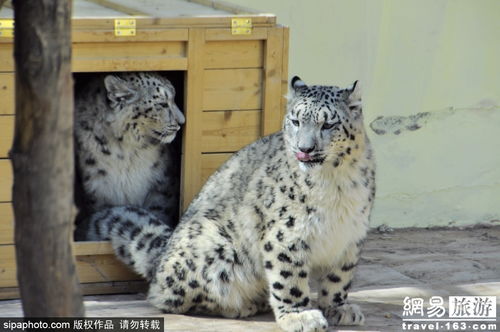 青海西宁再次成功繁育一对雪豹双胞胎 