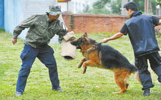 训犬民警抽自己血训练警犬 晚上还要陪 逛街