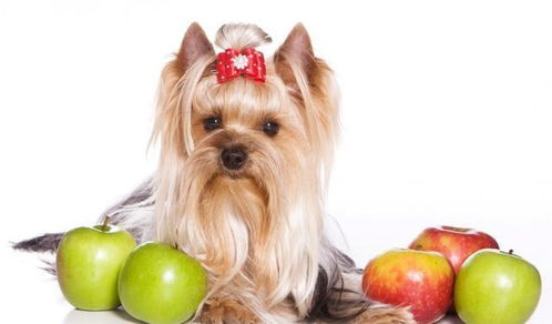 一天一苹果,医生远离我,喂狗狗吃苹果就可以让宠物医生失业吗 
