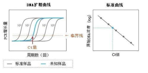 定量PCR qPCR quantitative PCR ,实时荧光定量PCR