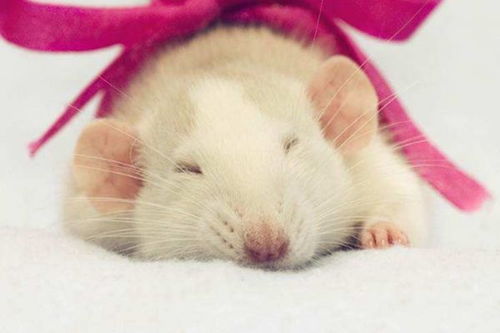 生肖命理 申时出生的属鼠人,不同的性别分别有着怎样的命运呢