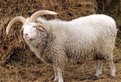 十个羊有九个富 特别强调79年 福气羊 ,6月5号命真的不一般