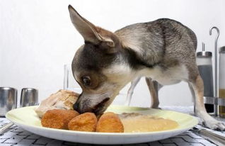 小狗饮食应补充哪些营养 