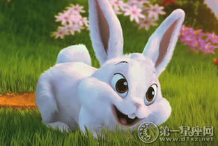 中国人为什么叫兔子,代表什么 
