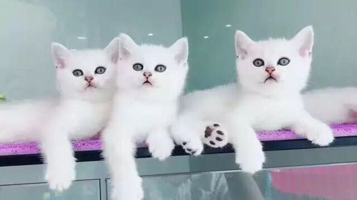 深圳本地 家庭散养纯种宠物猫咪 