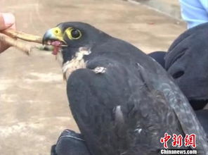 云南一居民家中发现 怪鸟 原是濒危物种游隼 